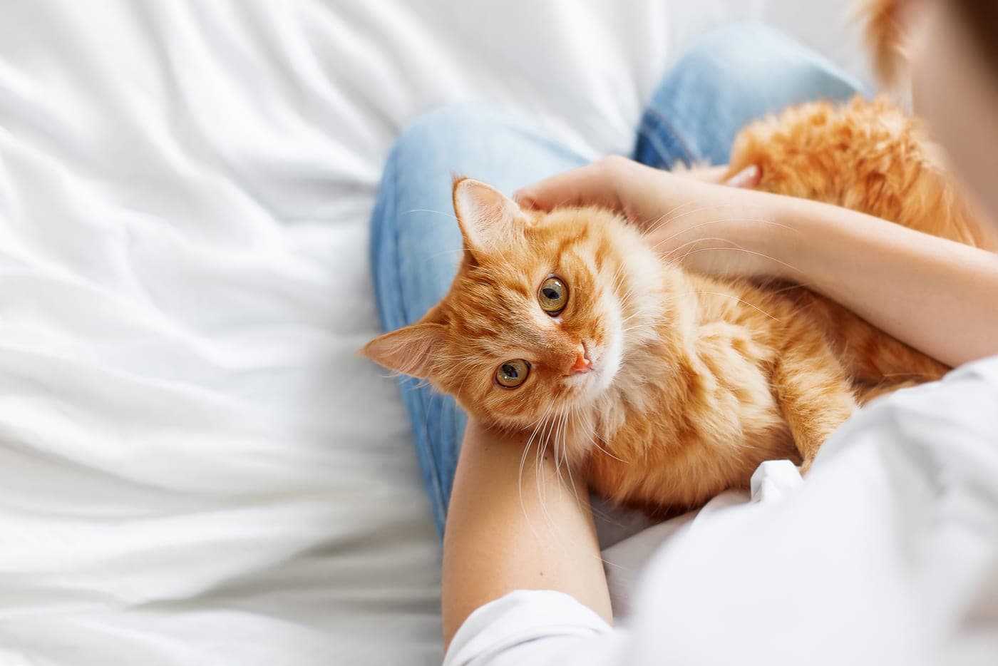 Gato naranjo descansando en el regazo de su tutora