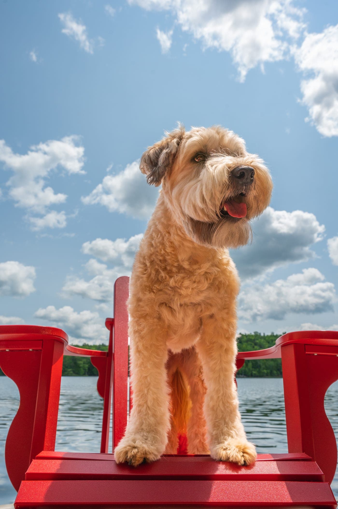 Perro sentado en una silla roja junto al lago